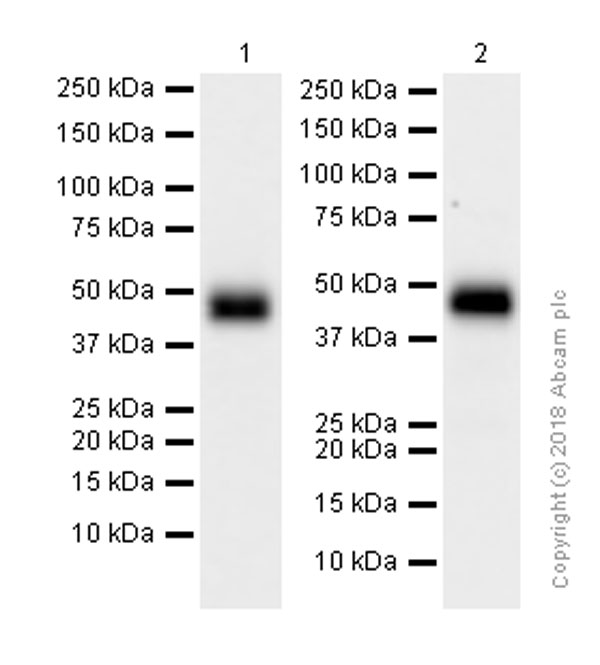 Western blot - Anti-NeuroD2 antibody [EPR5135] (AB109406), expandable thumbnail