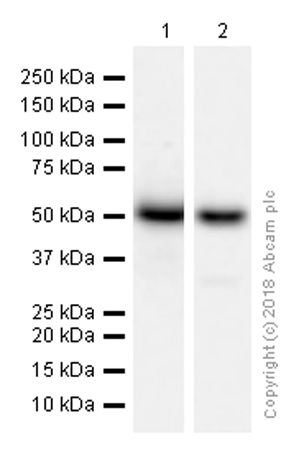 Western blot - Anti-NeuroD2 antibody [EPR5135] - BSA and Azide free (AB242385)