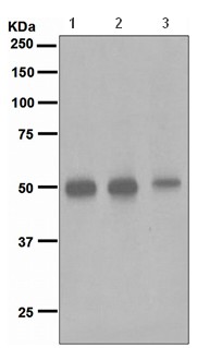 Western blot - Anti-NeuroD2 antibody [EPR5135] - BSA and Azide free (AB242385)