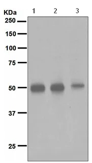 Western blot - Anti-NeuroD2 antibody [EPR5135] - BSA and Azide free (AB242385)