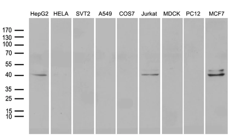 Western blot - Anti-NEUROD4 antibody [OTI1B7] (AB279391)