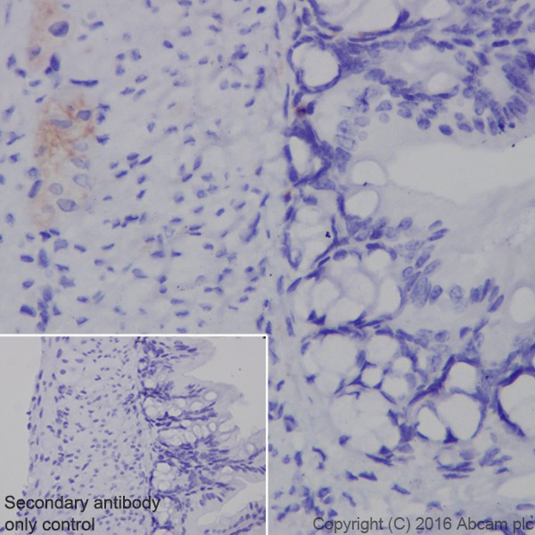 Immunohistochemistry (Formalin/PFA-fixed paraffin-embedded sections) - Anti-Neurofascin antibody [EPR19003] - BSA and Azide free (AB271948), expandable thumbnail