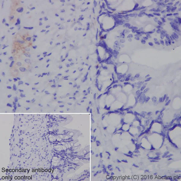 Immunohistochemistry (Formalin/PFA-fixed paraffin-embedded sections) - Anti-Neurofascin antibody [EPR19003] - BSA and Azide free (AB271948)