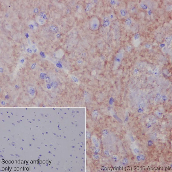 Immunohistochemistry (Formalin/PFA-fixed paraffin-embedded sections) - Anti-Neurofascin antibody [EPR19003] - BSA and Azide free (AB271948)