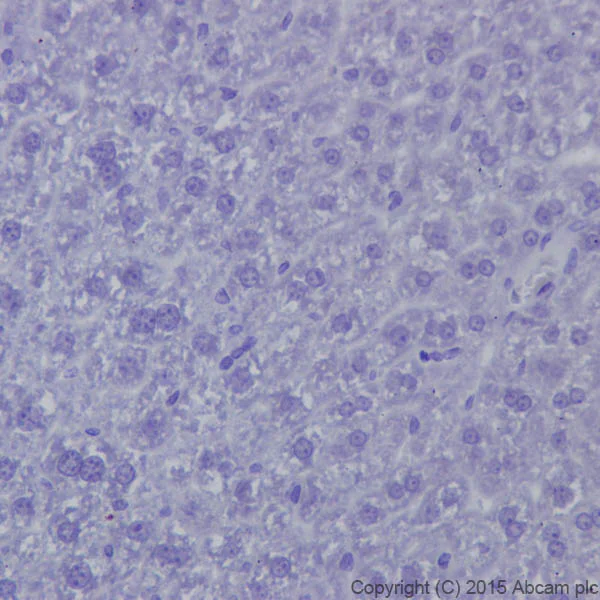 Immunohistochemistry (Formalin/PFA-fixed paraffin-embedded sections) - Anti-Neurofascin antibody [EPR19004] (AB184378)