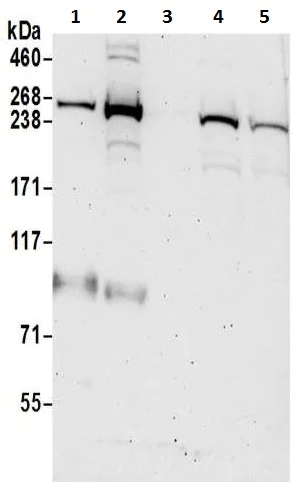 Western blot - Anti-Neurofibromin antibody (AB17963)
