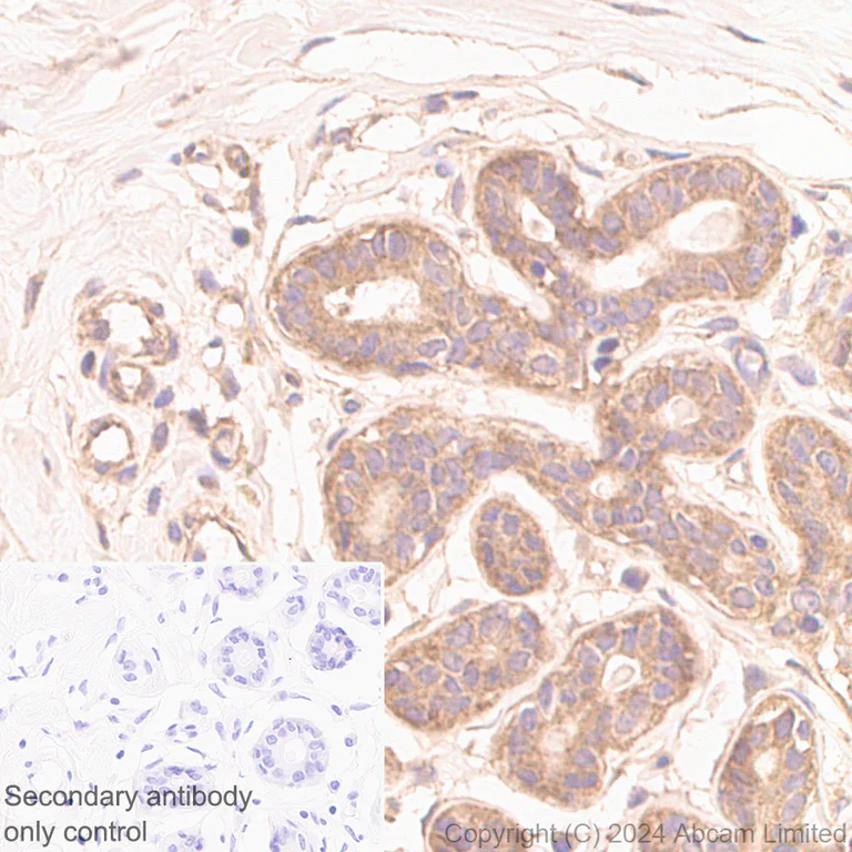 Immunohistochemistry (Formalin/PFA-fixed paraffin-embedded sections) - Anti-Neurofibromin antibody [EPR29029-32] (AB322658)