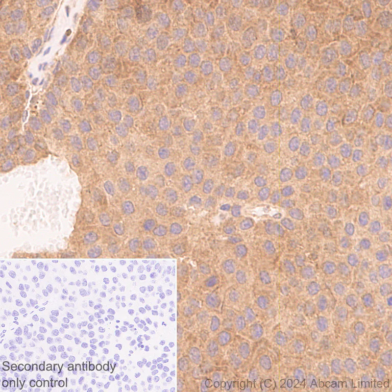Immunohistochemistry (Formalin/PFA-fixed paraffin-embedded sections) - Anti-Neurofibromin antibody [EPR29029-32] - BSA and Azide free (AB324830)