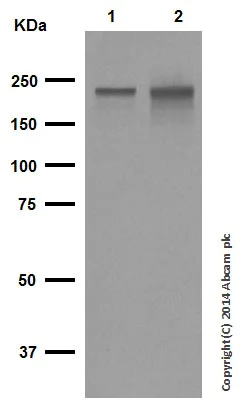Western blot - Anti-Neurofilament heavy polypeptide antibody [EP673Y] - BSA and Azide free (AB247290)