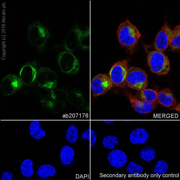 Immunocytochemistry/ Immunofluorescence - Anti-Neurofilament heavy polypeptide antibody [EPR20020] - BSA and Azide free (AB223139)
