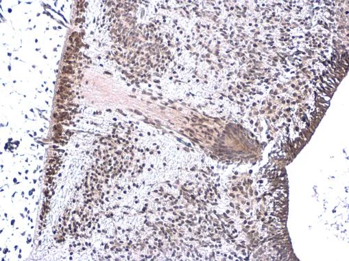 Immunohistochemistry (Formalin/PFA-fixed paraffin-embedded sections) - Anti-Neurogenin 1/NEUROG1 antibody (AB272926)