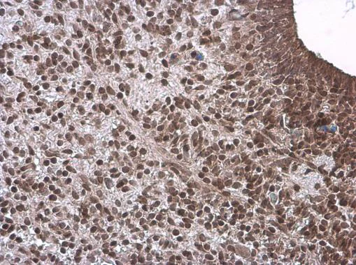 Immunohistochemistry (Formalin/PFA-fixed paraffin-embedded sections) - Anti-Neurogenin 1/NEUROG1 antibody (AB272926)
