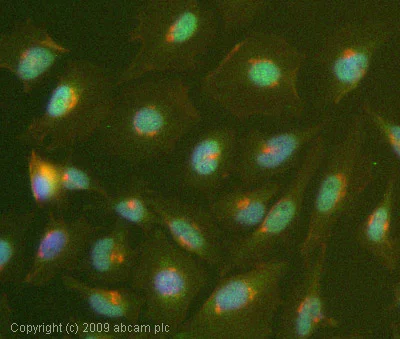 Immunocytochemistry/ Immunofluorescence - Anti-Neurogenin 1/NEUROG1 antibody (AB66498)
