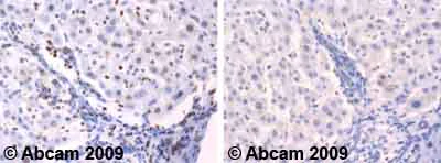 Immunohistochemistry (Formalin/PFA-fixed paraffin-embedded sections) - Anti-Neurogenin 1/NEUROG1 antibody (AB66498)
