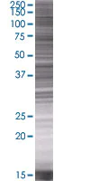 SDS-PAGE - Neurogenin 2 overexpression 293T lysate (whole cell) (AB94116)