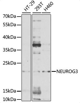 Western blot - Anti-Neurogenin3/NGN-3 antibody (AB176124), expandable thumbnail