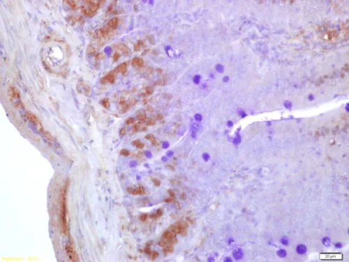 Immunohistochemistry (Formalin/PFA-fixed paraffin-embedded sections) - Anti-Neurogenin3/NGN-3 antibody (AB216885)