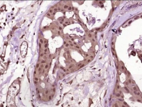 Immunohistochemistry (Formalin/PFA-fixed paraffin-embedded sections) - Anti-Neurogenin3/NGN-3 antibody (AB216885)