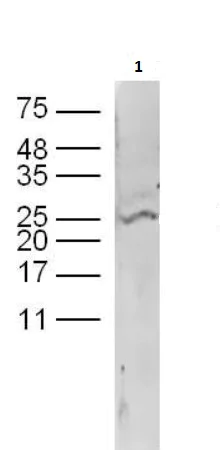Western blot - Anti-Neurogenin3/NGN-3 antibody (AB216885)