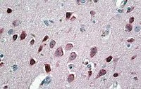 Immunohistochemistry (Formalin/PFA-fixed paraffin-embedded sections) - Anti-Neurogranin antibody (AB99269)
