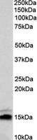 Western blot - Anti-Neurogranin antibody (AB99269), expandable thumbnail