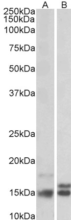 Western blot - Anti-Neurogranin antibody (AB99269), expandable thumbnail