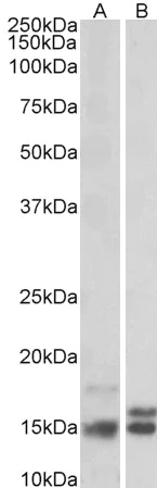 Western blot - Anti-Neurogranin antibody (AB99269)
