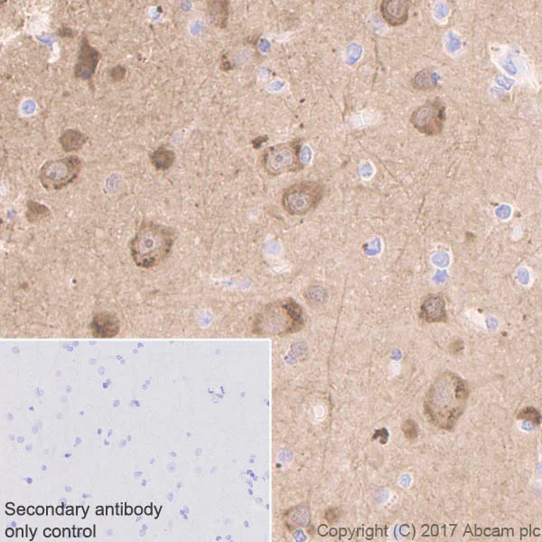 Immunohistochemistry (Formalin/PFA-fixed paraffin-embedded sections) - Anti-Neurogranin antibody [EPR21152] (AB217672)