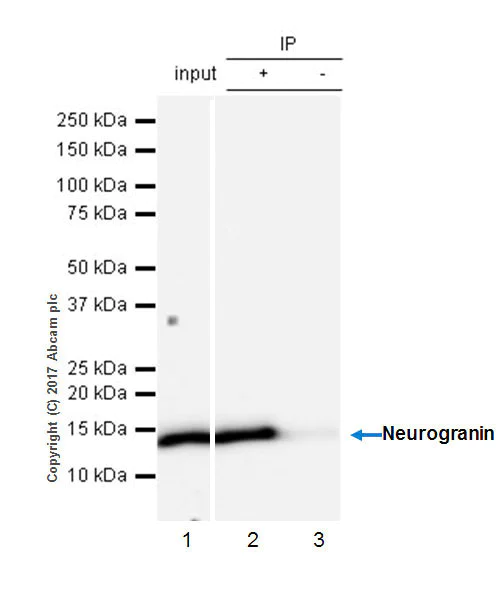 Immunoprecipitation - Anti-Neurogranin antibody [EPR21152] (AB217672)