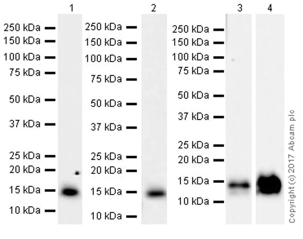 Western blot - Anti-Neurogranin antibody [EPR21152] (AB217672)