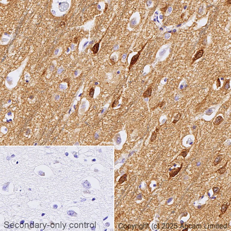 Immunohistochemistry (Formalin/PFA-fixed paraffin-embedded sections) - Anti-Neurogranin antibody [EPR21152] - BSA and Azide free (AB230154)