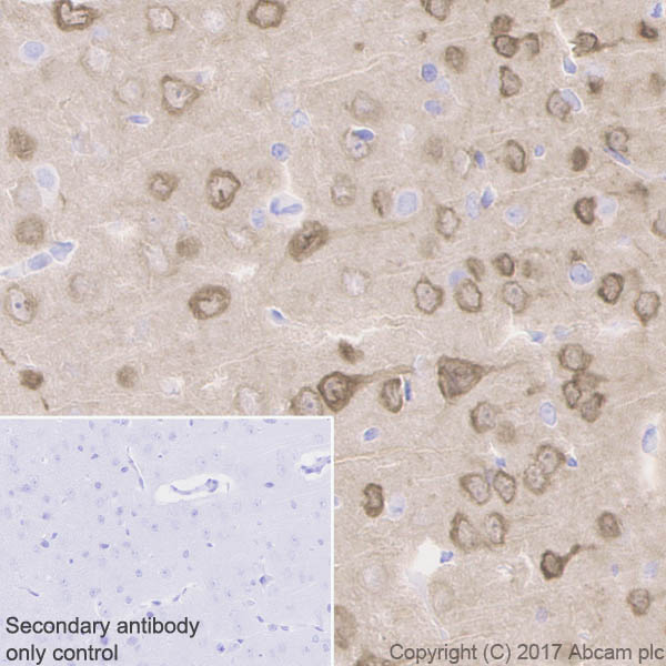 Immunohistochemistry (Formalin/PFA-fixed paraffin-embedded sections) - Anti-Neurogranin antibody [EPR21152] - BSA and Azide free (AB230154), expandable thumbnail