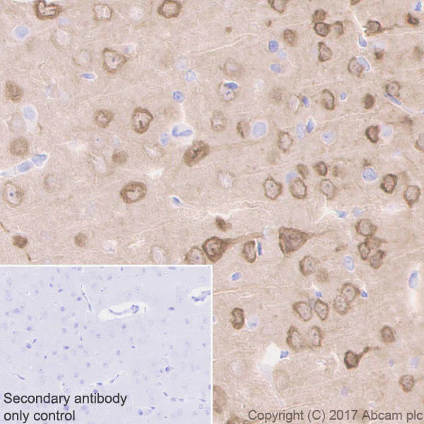 Immunohistochemistry (Formalin/PFA-fixed paraffin-embedded sections) - Anti-Neurogranin antibody [EPR21152] - BSA and Azide free (AB230154)