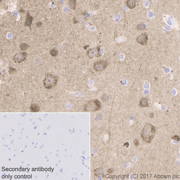 Immunohistochemistry (Formalin/PFA-fixed paraffin-embedded sections) - Anti-Neurogranin antibody [EPR21152] - BSA and Azide free (ab230154), expandable thumbnail