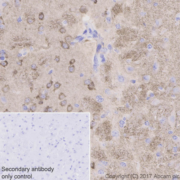 Immunohistochemistry (Formalin/PFA-fixed paraffin-embedded sections) - Anti-Neurogranin antibody [EPR21152] - BSA and Azide free (ab230154), expandable thumbnail