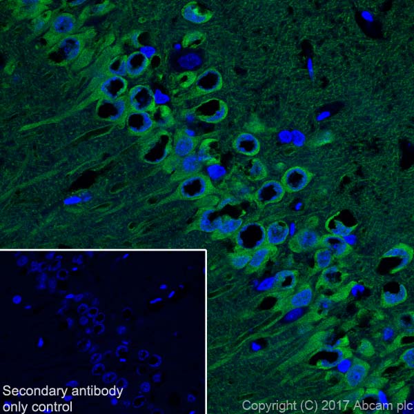 Immunohistochemistry (Frozen sections) - Anti-Neurogranin antibody [EPR21152] - BSA and Azide free (AB230154), expandable thumbnail