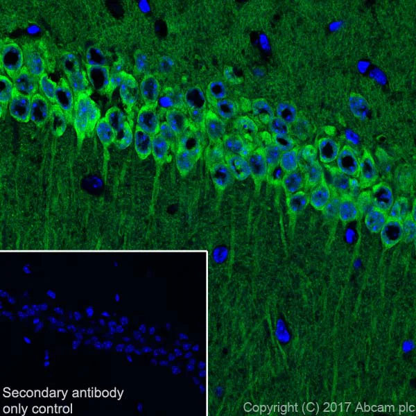 Immunohistochemistry (Frozen sections) - Anti-Neurogranin antibody [EPR21152] - BSA and Azide free (AB230154)
