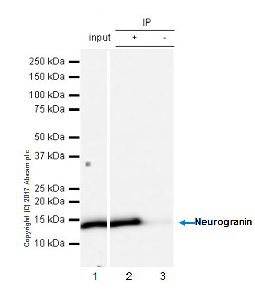 Immunoprecipitation - Anti-Neurogranin antibody [EPR21152] - BSA and Azide free (AB230154), expandable thumbnail