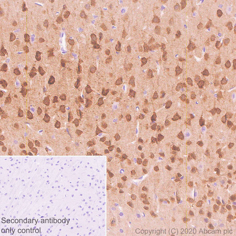 Immunohistochemistry (Formalin/PFA-fixed paraffin-embedded sections) - Anti-Neurogranin antibody [Ng2] (AB273443)