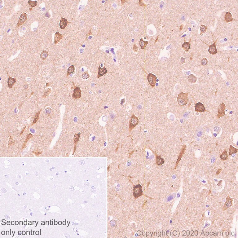 Immunohistochemistry (Formalin/PFA-fixed paraffin-embedded sections) - Anti-Neurogranin antibody [Ng2] (AB273443)