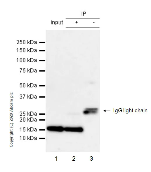 Immunoprecipitation - Anti-Neurogranin antibody [Ng2] (AB273443)
