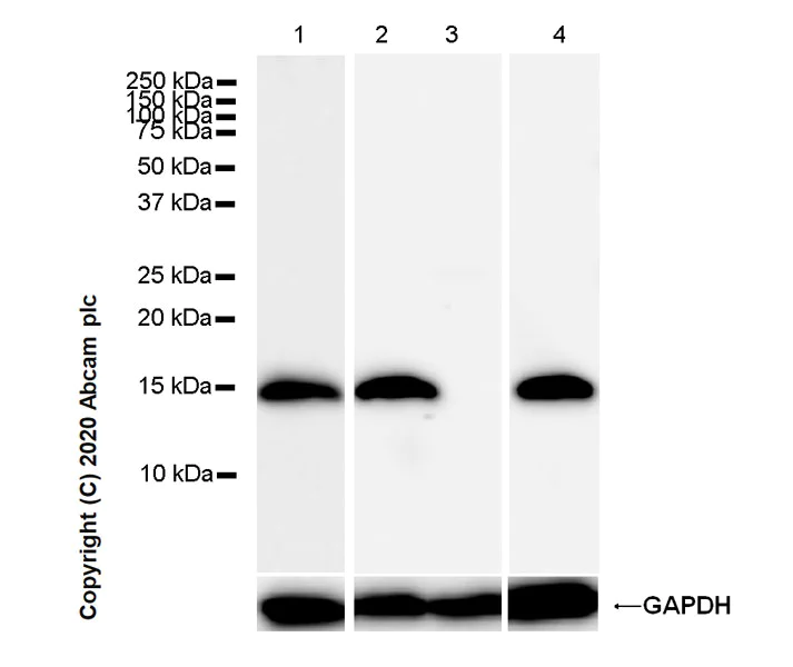 Western blot - Anti-Neurogranin antibody [Ng2] (AB273443)