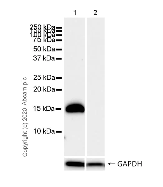 Western blot - Anti-Neurogranin antibody [NG22] (AB273444)
