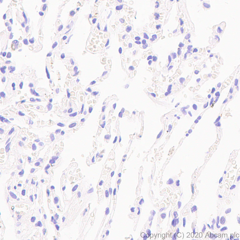 Immunohistochemistry (Formalin/PFA-fixed paraffin-embedded sections) - Anti-Neurogranin antibody [NG22] - BSA and Azide free (AB273465)