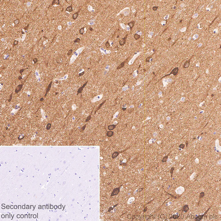 Immunohistochemistry (Formalin/PFA-fixed paraffin-embedded sections) - Anti-Neurogranin antibody [NG22] - BSA and Azide free (AB273465)