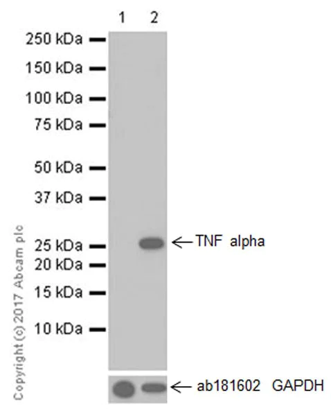 Western blot - Neuroinflammation Marker (BDNF, ICAM1, TREM2, GFAP, TNF alpha, Iba1) Antibody Panel - Human (AB263462)