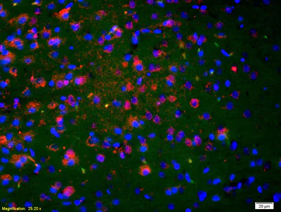 Immunohistochemistry (Formalin/PFA-fixed paraffin-embedded sections) - Anti-Neurokinin A antibody (AB216412)