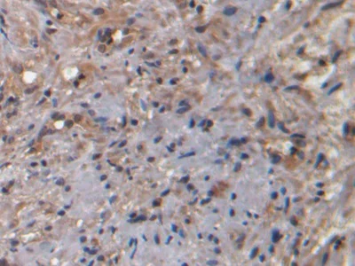 Immunohistochemistry (Formalin/PFA-fixed paraffin-embedded sections) - Anti-Neurokinin A antibody [C1] (AB239503)