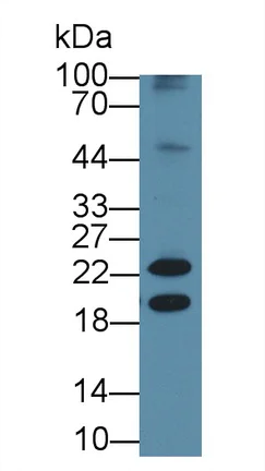 Western blot - Anti-Neurokinin A antibody [C1] (AB239503)