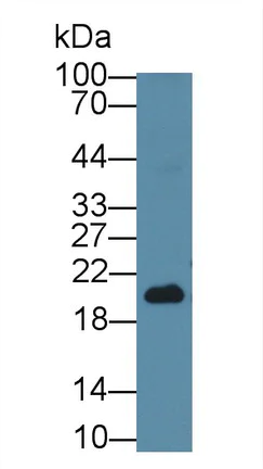 Western blot - Anti-Neurokinin A antibody [C1] (AB239503)